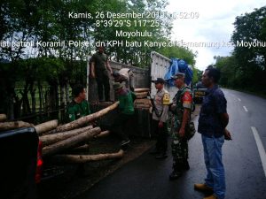 Patgab TNI, Polri dan KPH Batu Lante Kembali Amankan 66 Batang Kayu Jati