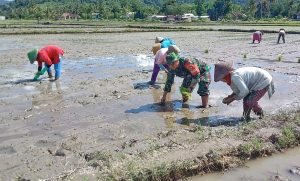 Berbaur dan Memberikan Rasa Aman. Babinsa Koramil Taliwang Bantu Petani Menanam Padi.