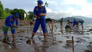Polairud Polres Bima Tanam 500 Bibit Mangrove.