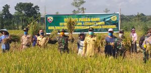 Tingkatkan Ketahanan Pangan Ditengah Pandemi Covid-19, Kodim Lotim Gelar Panen Raya