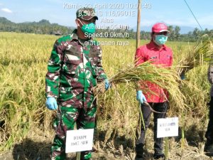 Panen Raya Padi Di tengah Pandemi Covid-19, Dandim 1607/Sumbawa : Jajaran Kodim 1607/Sumbawa Siap Dukung Ketahan Pangan
