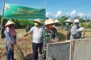 Motivasi Petani Tingkatkan Produksi Pangan, Dandim 1628/SB Ikut Panen Raya di Ai Kangkung Sekongkang.