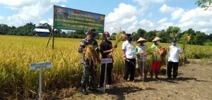 Koramil Empang Gelar Panen Raya di Tengah Pandemi Covid-19.