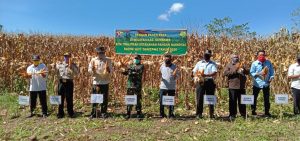 Tingkatkan Ketahanan Pangan di Tengah Pandemi Covid-19, Koramil Ropang Gelar Panen Raya.