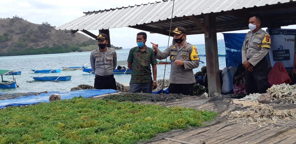Budidaya Rumput Laut Jaga Ketahanan Pangan dan Ekonomi Warga Desa Kertasari