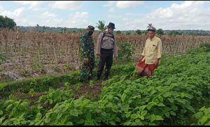 Program Kampung Sehat Desa Kerato, Jaga Ketahanan Pangan dengan Bertani Sayuran