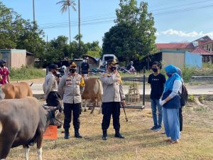 Polres Sumbawa Barat Serahkan 52 Ekor Hewan Kurban