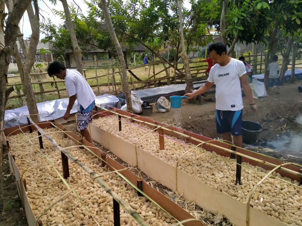 Permintaan Pasar Semakin Tinggi, Pemuda Karsel Tambah 40 Kumbung Jamur Tokol Jago