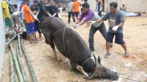 Panduan Penyembelihan Hewan Kurban Idul Adha 2020 Kemenag, Penyelenggara Wajib Perhatikan 3 Hal Ini