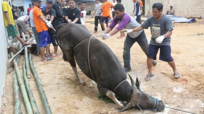 Panduan Penyembelihan Hewan Kurban Idul Adha 2020 Kemenag, Penyelenggara Wajib Perhatikan 3 Hal Ini