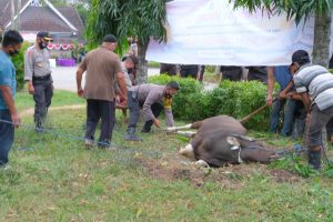 Polres Lombok Tengah Berkurban 8 Ekor Hewan Kurban