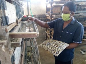 Tim Pokja Kampung Sehat Polsek Labuapi Edukasi Peternak burung puyuh yang memanfaatkan Lahan kosong