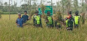 Kodim 1620/Loteng Panen Padi Inpari Diatas Lahan Demplot