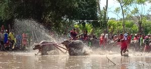 Dandim 1607/Sumbawa : Kearifan Lokal Budaya Barapan Kebo Harus Dijaga Dan Dilestarikan