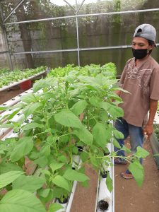 Kampung Sehat Desa bengkaung Batulayar, Rumah Hijau Hydrofarm Produksi sayur Sehat Bebas Pestisida