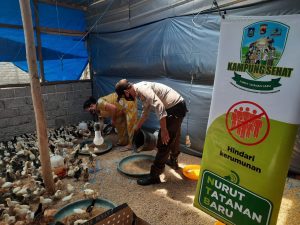 Manfaatkan Pekarangan Rumah, Warga Desa Bagik Polak Manfaatkannya untuk Ternak Ayam Kampung Super