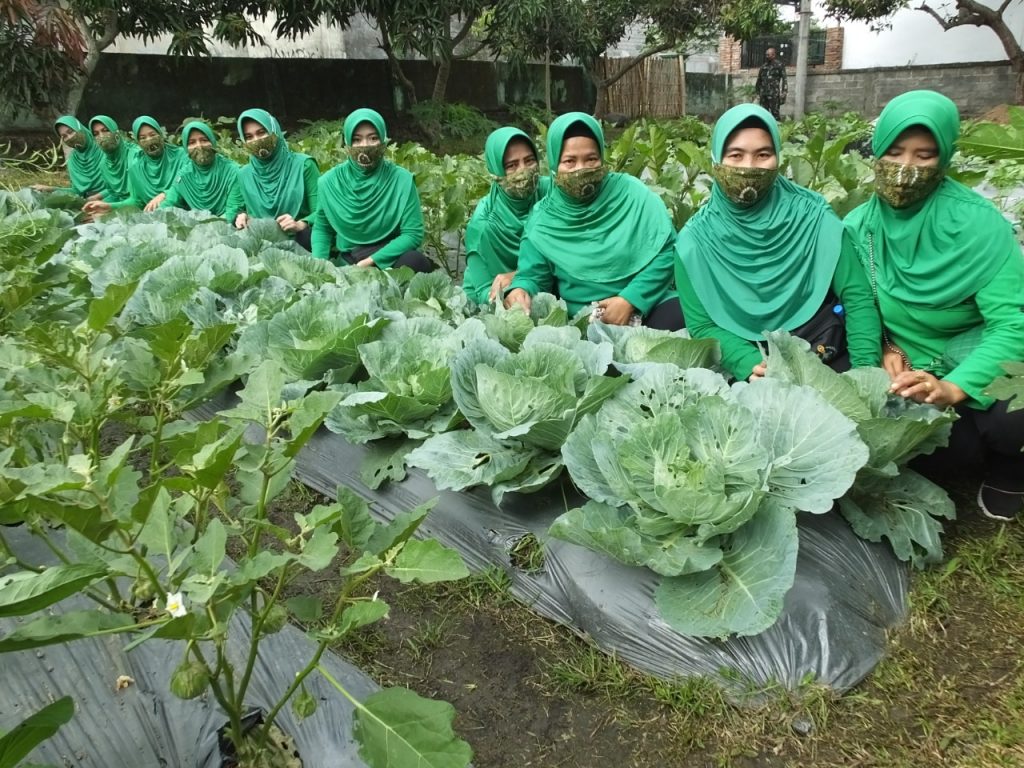 Manfaatkan Lahan Tidur Jadi Produktif, Persit Koramil Janapria Panen Lele dan Sayur Mayur