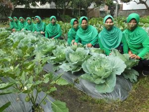 Manfaatkan Lahan Tidur Jadi Produktif, Persit Koramil Janapria Panen Lele dan Sayur Mayur