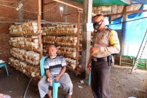 Inovasi Program Kampung Sehat, Jamur Tiram di Sumbawa Banyak Diminati