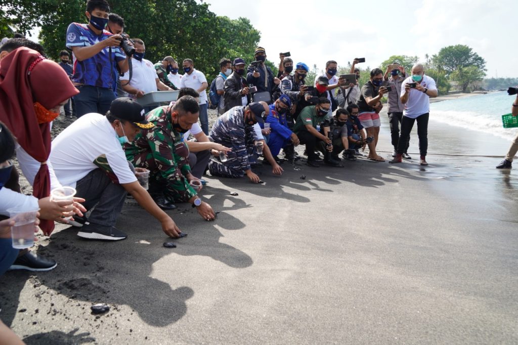 Lepas Tukik Dan Tanam Trumbu Karang Digelar Jelang HUT TNI Ke 75 Di NTB
