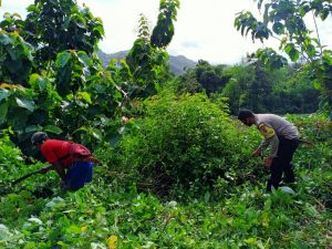 Bantu Warga Binaan, Bhabinkamtibmas Desa Belo Jereweh Ikut Gotong royong