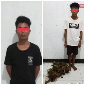 Tergiur harga mahal, Dua Pria di Dompu Nekat Curi Tanaman Porang, Aksinya Berakhir di Kantor Polisi