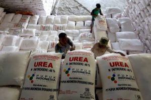 Penuhi Kebutuhan Petani, Dinas Pertanian Akan Segera Distribusi Pupuk Subsidi