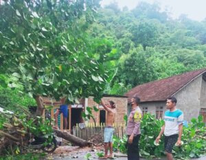 Reaksi cepat Bhabinkamtibmas Desa Rasa Bou, bersihkan pohon tumbang yang menutupi jalan raya