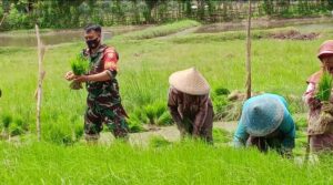 Dukung Ketahanan Pangan, Babinsa Koramil 1628-01/Taliwang Dampingi Petani Tanam Padi dan Edukasi Prokes Covid 19