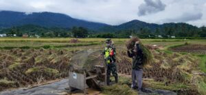 Semangat Babinsa Wujudkan Hanpangan, Terus Bantu Petani Padi Desa Binaannya