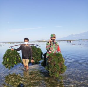 Babinsa Koramil Taliwang Sumbawa Barat Rela Basah-basah Dampingi Warga Panen Rumput Laut
