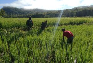 Pertahankan Hasil Panen Di Masa Pandemi, Babinsa Koramil Ropang Intens Dampingi Petani