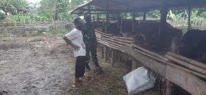 Babinsa Kelurahan Bugis Sambangi Kandang Ternak Warga Binaannya