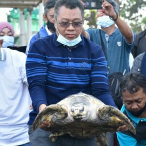 Gubernur NTB Lepas Penyu di Pantai Mapak