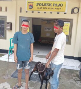Apes, Dua Pemuda Ingusan di Dompu Coba Curi Kambing, Aksinya Gagal Terciduk Warga
