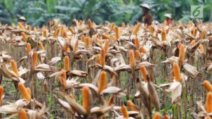 Panen Raya : Agar Harga Jagung Tidak Dipermainkan, Pemdes Kiantar Kerjasama Dengan PT. BISI 321