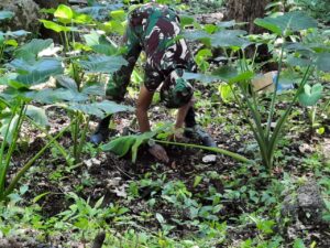 Hijaukan Hutan, Satgas Pamtas Yonif 742/SWY Bersama Masyarakat Mahen Tanam Ratusan Pohon Mahoni