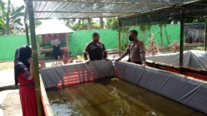 Budidaya Lele, Salah Satu Ketahanan Pangan Kampung Sehat Desa Moyo Mekar
