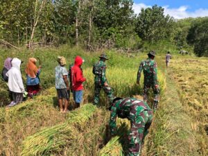 Dukung Ketahanan Pangan, Personel Kipur III Bantu Warga Panen Padi