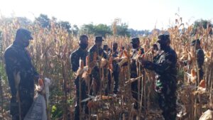 Dandim 1607/Sumbawa Lakukan Panen Raya Jagung Demplot di Makodim