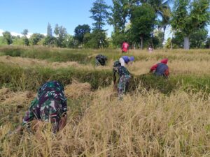 Dukung Ketahanan Pangan di Wilayah Perbatasan, Personel Pos Manfaatkan Jumat Bersih Bantu Warga Panen