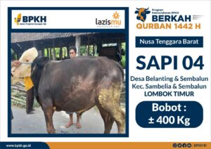 BPKH dan LAZIS Muhammadiyah Qurban 8 Ekor Sapi dan Tebar ke Lokasi Terpencil di NTB