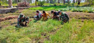 Dukung Hanpang di Perbatasan, Satgas Pamtas Sektor Timur Panen Bawang
