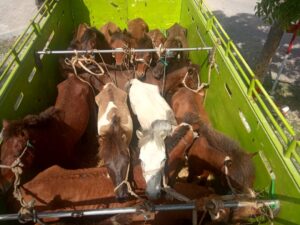 Satgas Pamtas Yonif 742/SWY Amankan 23 Hewan Ternak Tanpa Dokumen Masuk ke Indonesia