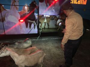 Penyelundupan Belasan Kambing Tanpa Dokumen Berhasil Digagalkan di Poto Tano
