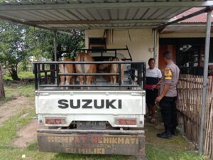 Nekat Curi Sapi Siang Bolong, Dua Pria di Dompu Diciduk Polisi
