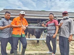 Capai Tingkat Kelahiran Ternak Sapi Tertinggi di Indonesia, NTB Dapat Penghargaan