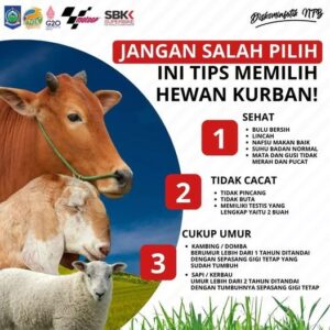 Jangan Salah Pilih, Tips Memilih Hewan Qurban