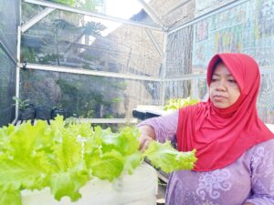 Panen Selada Hidroponik di Pupinka Sumbawa, Masih Kesulitan Pasar