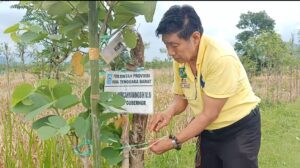 Ini Sosok Warga Tionghoa Yang Rutin Merawat 580 Pohon di Jalan Baypass